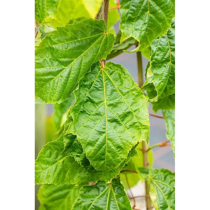 Pflanzen für dich Spitzahorn 60-100 cm - Acer capillipes - Üppige grüne Blätter einer Pflanze oder eines Baumes mit deutlichen Adern und gezackten Rändern.