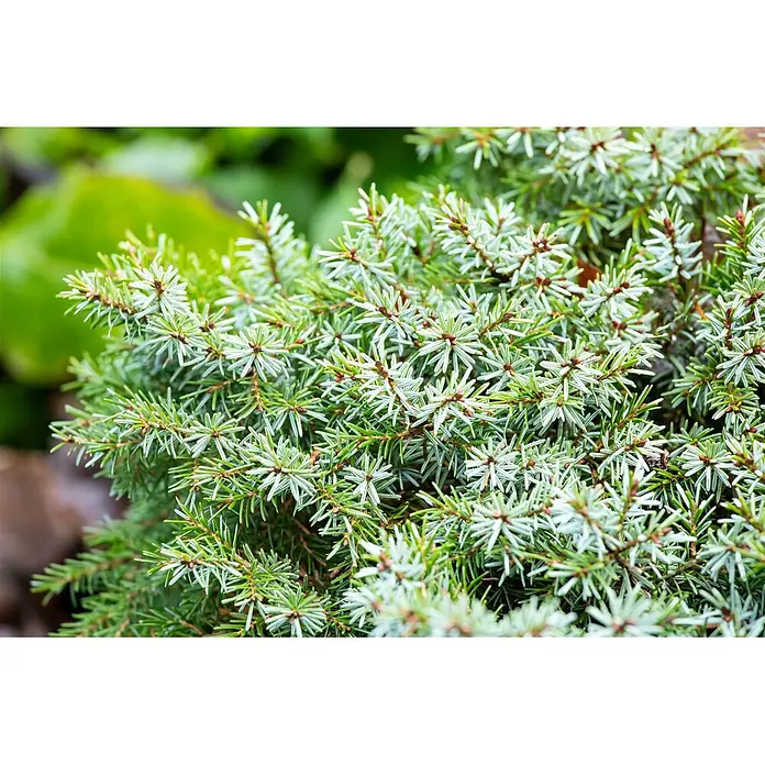 Pflanzen für dich Serbische Kugelfichte 70-80 cm - Picea omorika 'Nana', Aktuelle Wuchshöhe: 70 cm - 80 cm - Dichter Nadelstrauch mit grün-silberblauen Nadeln, sternförmig angeordnet.