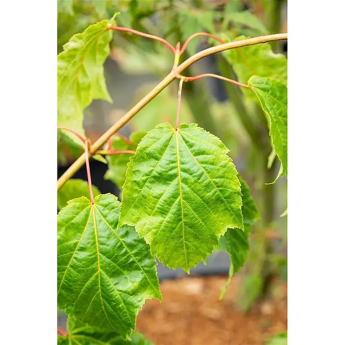 Pflanzen für dich Spitzahorn 60-100 cm - Acer capillipes - Leuchtend grüne Blätter mit detailreichen Adern an rotbraunen Stielen.