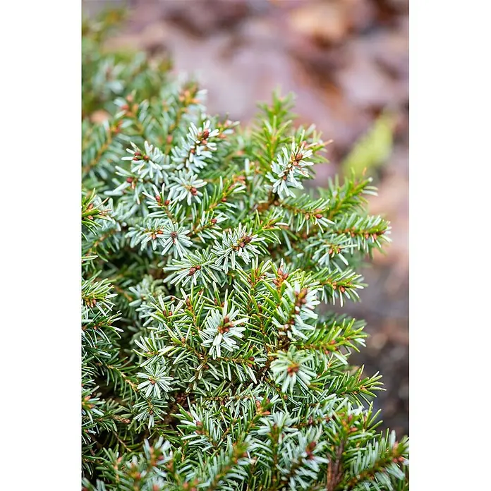 Pflanzen für dich Serbische Kugelfichte 70-80 cm - Picea omorika 'Nana', Aktuelle Wuchshöhe: 70 cm - 80 cm - Immergrüner Strauch mit grünen und silbrig-blauen Nadeln und kleinen braunen Knospen.