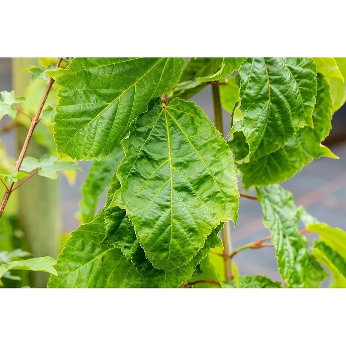 Pflanzen für dich Spitzahorn 60-100 cm - Acer capillipes - Nahaufnahme von leuchtend grünen Blättern einer Pflanze mit deutlichen Blattadern und texturierter Oberfläche.