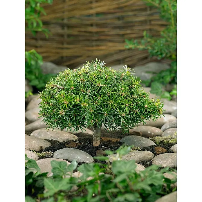 Pflanzen für dich Serbische Kugelfichte 20-25 cm - Abies koreana 'Kristallkugel', Aktuelle Wuchshöhe: 20 cm - 25 cm - Eine kleine, gepflegte grüne Pflanze mit kompakter, runder Krone und Stamm, umgeben von Steinen und Efeu in dunkler Erde.