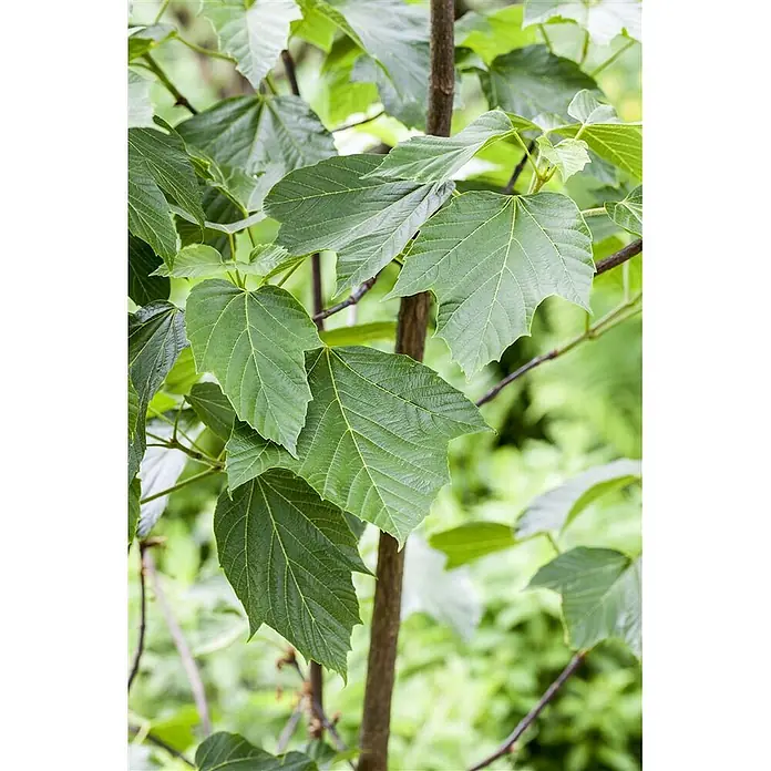 Pflanzen für dich Spitzahorn 60-100 cm - Acer capillipes - Nahaufnahme eines jungen Baumes mit großen, leuchtend grünen Blättern und sichtbarem braunem Stamm.
