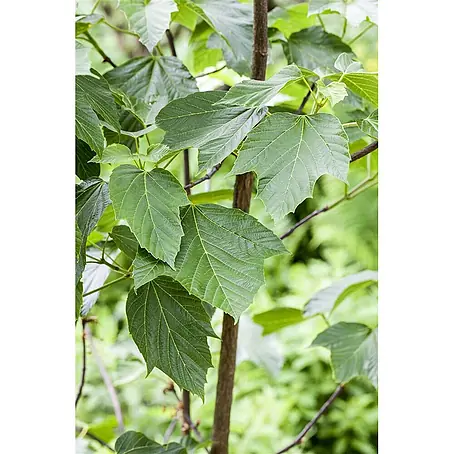 Pflanzen für dich  Spitzahorn 60-100 cm