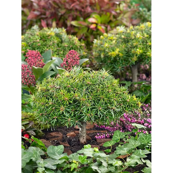 Pflanzen für dich Serbische Kugelfichte 20-25 cm - Abies koreana 'Kristallkugel', Aktuelle Wuchshöhe: 20 cm - 25 cm - Kompakter grüner Nadelbaum auf kurzem Stamm, als kleines Bäumchen in einem lebendigen Gartenbeet.