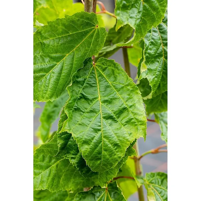 Pflanzen für dich Spitzahorn 60-100 cm - Acer capillipes - Kräftig grüne Blätter einer Pflanze mit strukturierter Oberfläche und auffälligen gelben Adern.