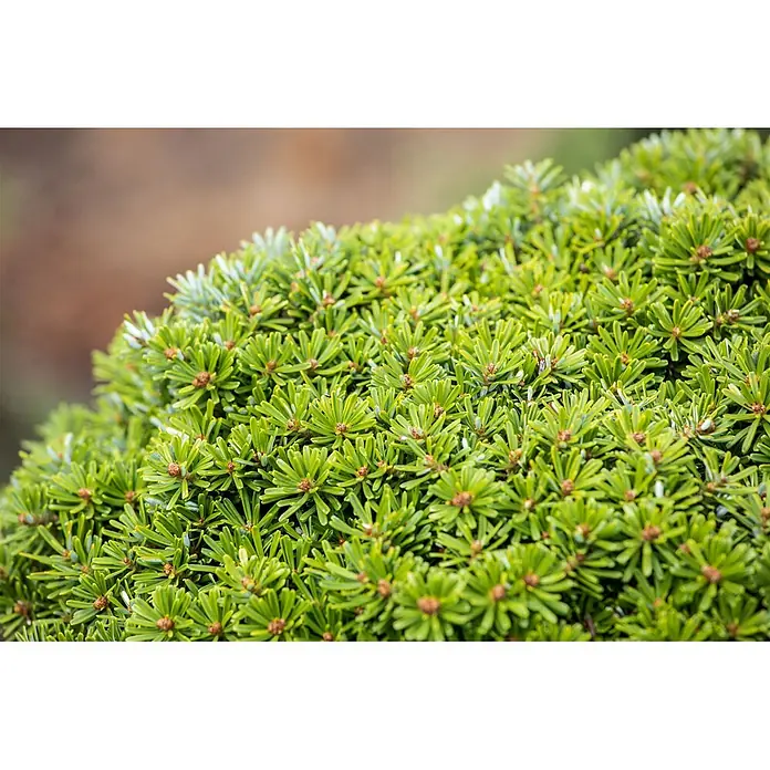 Pflanzen für dich Serbische Kugelfichte 20-25 cm - Abies koreana 'Kristallkugel', Aktuelle Wuchshöhe: 20 cm - 25 cm - Dichtes grünes Laub mit kleinen braunen Knospen.