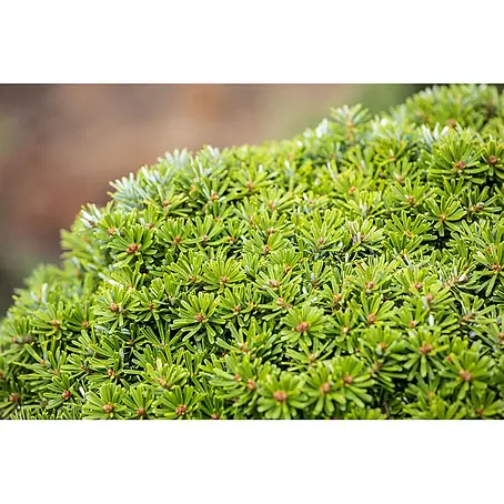 Pflanzen für dich  Serbische Kugelfichte 20-25 cm