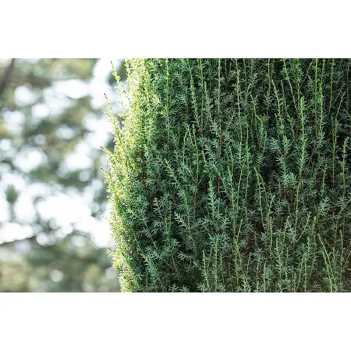 Pflanzen für dich Gemeiner Wacholder 60-80 cm - Juniperus communis 'Arnold', Aktuelle Wuchshöhe: 60 cm - 80 cm - Dichtes grünes Wacholderlaub mit nadelartigen Blättern, hell von Sonnenlicht beleuchtet, zeigt eine natürliche Textur.