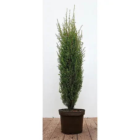 Pflanzen für dich  Gemeiner Wacholder 60-80 cm