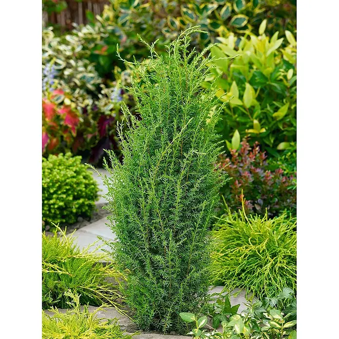 Pflanzen für dich Gemeiner Wacholder 60-80 cm - Juniperus communis 'Arnold', Aktuelle Wuchshöhe: 60 cm - 80 cm - Hohe, schlanke, grüne Nadelpflanze mit dichtem Laub, aufrecht im Garten wachsend.
