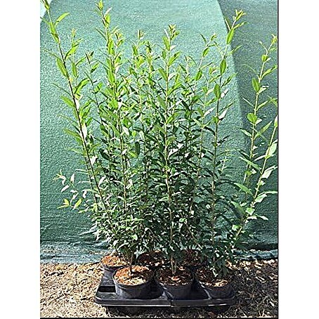sago palm plant Sago Palm Tree | 3 gallon