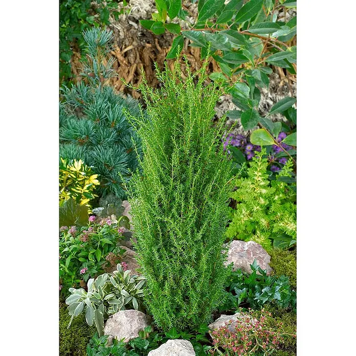 Pflanzen für dich Gemeiner Wacholder 60-80 cm - Juniperus communis 'Arnold', Aktuelle Wuchshöhe: 60 cm - 80 cm - Schlanke, grüne Gartenpflanze mit dichtem, nadelartigem Laub, als vertikaler Akzent in einem üppigen Garten.