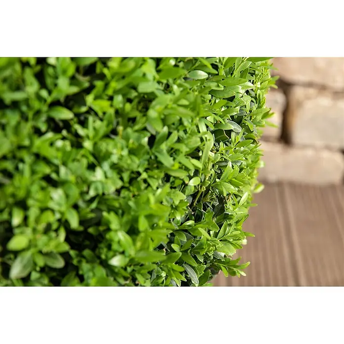 Pflanzen für dich Liguster 60-80 cm - Ligustrum ovalifolium, Aktuelle Wuchshöhe: 60 cm - 80 cm - Lebhaft grüner, gesunder Formschnitt-Strauch mit dichtem Laub, in einer Gartenumgebung gezeigt.