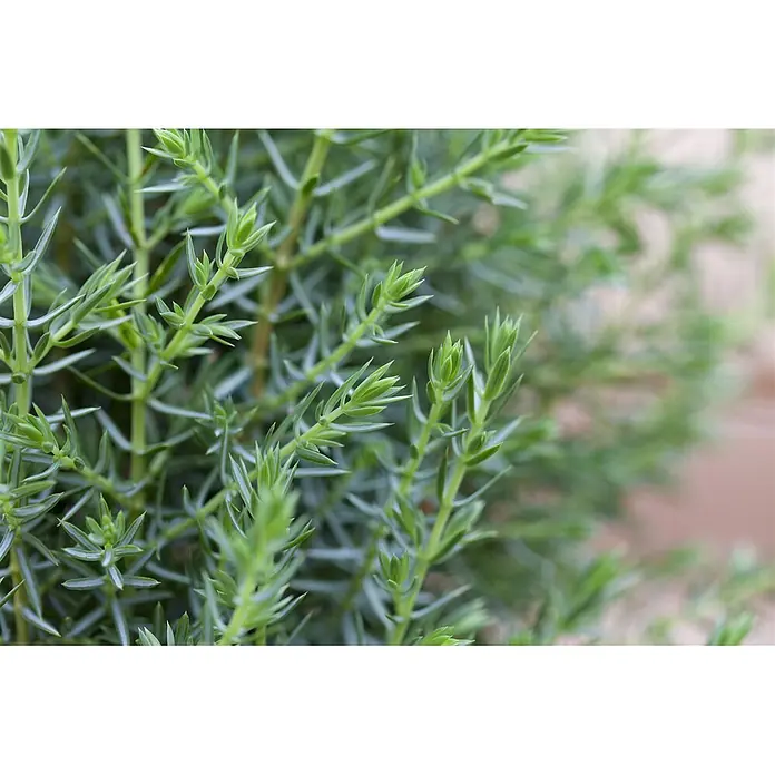 Pflanzen für dich Gemeiner Wacholder 60-80 cm - Juniperus communis 'Arnold', Aktuelle Wuchshöhe: 60 cm - 80 cm - Nahaufnahme von leuchtend grünem Blattwerk mit nadelartigen Blättern und frischen Trieben.