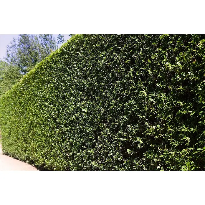 Pflanzen für dich Liguster 60-80 cm - Ligustrum ovalifolium, Aktuelle Wuchshöhe: 60 cm - 80 cm - Eine lange, dicht bewachsene grüne Hecke mit lebendigem Laub, die eine natürliche Grenze im Freien bildet.