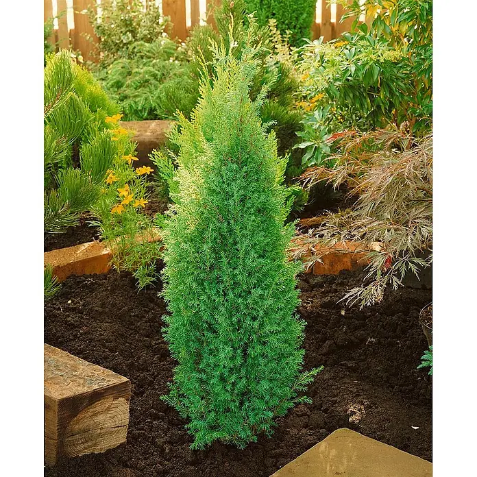 Pflanzen für dich Gemeiner Wacholder 30-40 cm - Juniperus communis 'Suecica', Aktuelle Wuchshöhe: 30 cm - 40 cm - Grünes, kegelförmiges Nadelgehölz in dunkler Erde in einem Garten gepflanzt.