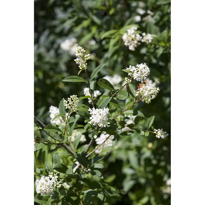 Pflanzen für dich Liguster 60-80 cm - Ligustrum ovalifolium, Aktuelle Wuchshöhe: 60 cm - 80 cm - Weiße Blütenbüschel blühen an einem Strauch mit grünen Blättern.