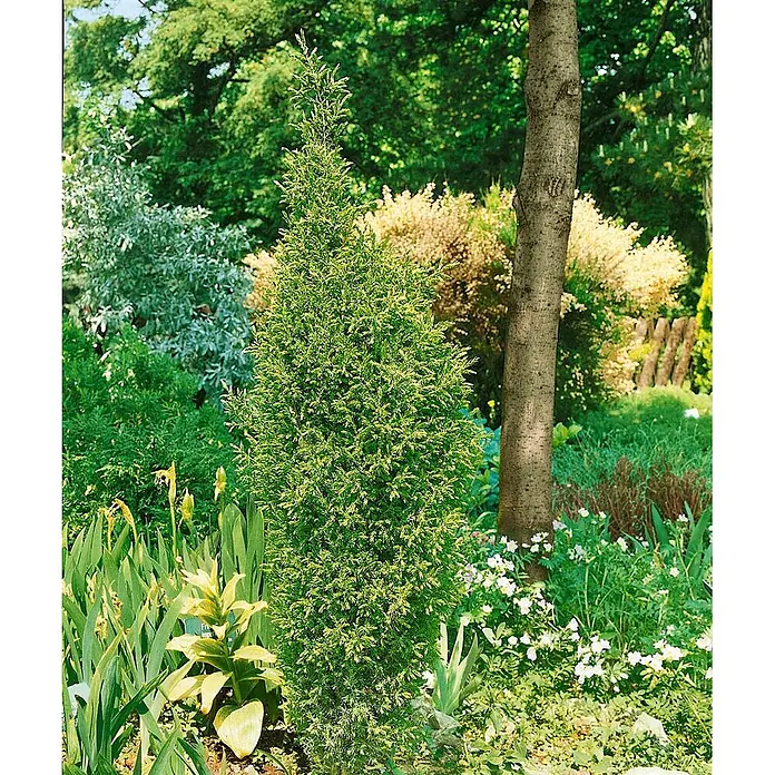 Pflanzen für dich Gemeiner Wacholder 30-40 cm - Juniperus communis 'Suecica', Aktuelle Wuchshöhe: 30 cm - 40 cm - Ein hoher, schlanker, grün-gelber Nadelbaum in einem üppigen Garten.