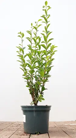Pflanzen fr dich Liguster 60-80 cm online kaufen bei BAUHAUS