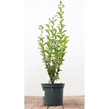 Pflanzen für dich  Liguster 60-80 cm