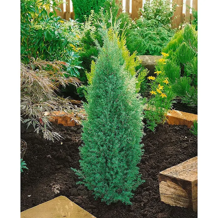 Pflanzen für dich Gemeiner Wacholder 30-40 cm - Juniperus communis 'Suecica', Aktuelle Wuchshöhe: 30 cm - 40 cm - Junger, aufrechter blaugrüner konischer Nadelbaum in dunkler Gartenerde gepflanzt.
