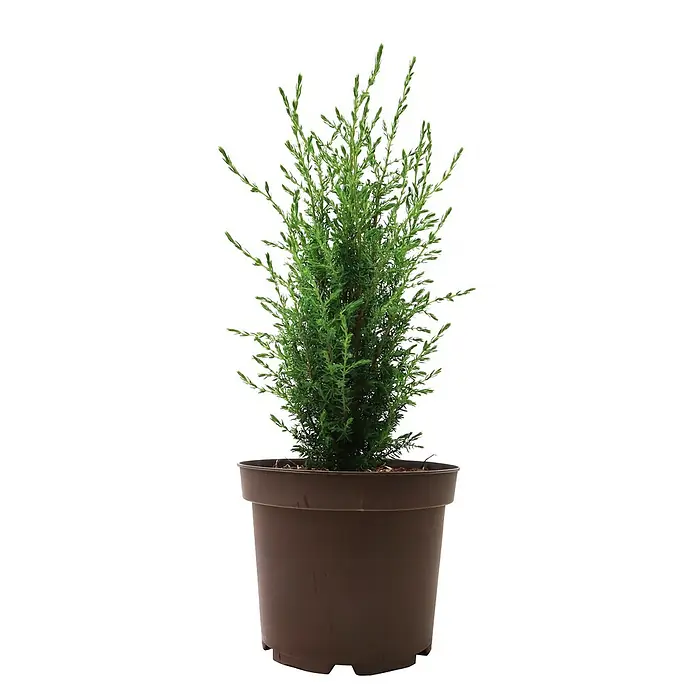 Pflanzen für dich Gemeiner Wacholder 30-40 cm - Juniperus communis 'Arnold', Aktuelle Wuchshöhe: 30 cm - 40 cm - Kleine grüne immergrüne Pflanze in einem braunen Plastiktopf.