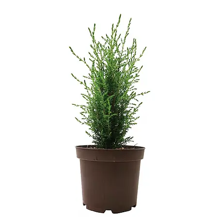 Pflanzen für dich  Gemeiner Wacholder 30-40 cm
