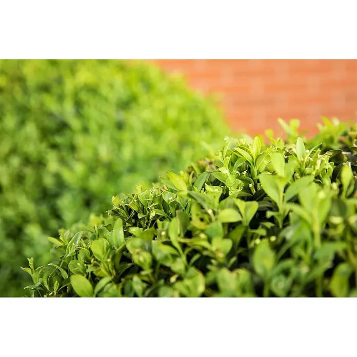 Pflanzen für dich Liguster 60-80 cm - Ligustrum ovalifolium, Aktuelle Wuchshöhe: 60 cm - 80 cm - Lebhaft grünes Heckengrün mit kleinen weißen Knospen.