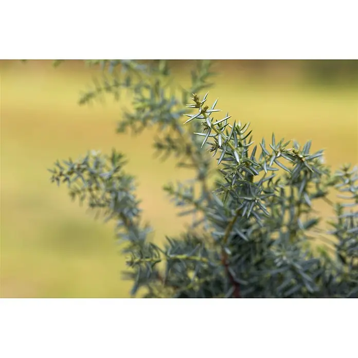 Pflanzen für dich Gemeiner Wacholder 60-80 cm - Juniperus communis 'Meyer', Aktuelle Wuchshöhe: 60 cm - 80 cm - Nahaufnahme eines Zweiges mit scharfen, bläulich-grünen Nadeln und kleinen Knospen.