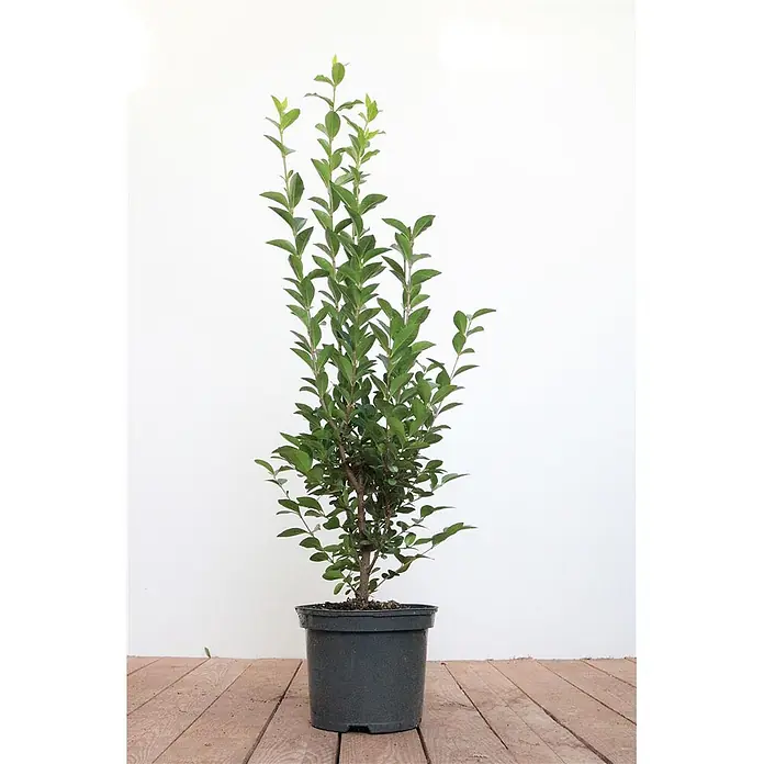 Pflanzen für dich Liguster Ovalblättriger Liguster - Ligustrum ovalifolium, Aktuelle Wuchshöhe: 80 cm - 100 cm - Topfpflanze mit grünen Blättern und dunklem Topf.