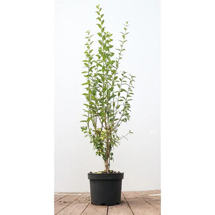 Pflanzen für dich Liguster 60- 100 - Ligustrum vulgare 'Atrovirens', Aktuelle Wuchshöhe: 60 cm - 100 cm - Eine hohe, grüne Blattpflanze mit mehreren Stielen in einem runden schwarzen Topf.