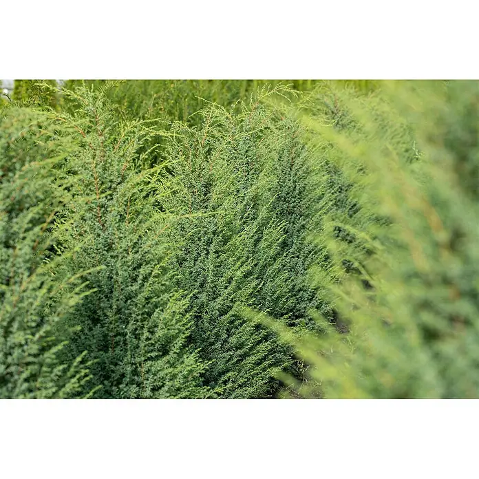 Pflanzen für dich Gemeiner Wacholder 60-80 cm - Juniperus communis 'Hibernica', Aktuelle Wuchshöhe: 60 cm - 80 cm - Reihe lebhaft grüner Wacholderbüsche mit feinem, nadelartigem Laub.