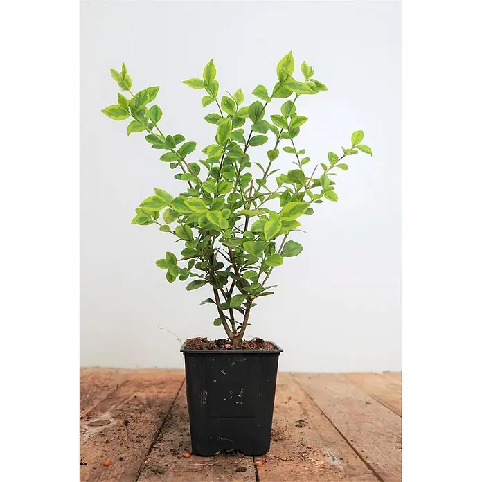 Pflanzen für dich Liguster Ovalblättriger Liguster - Ligustrum ovalifolium 'Aureum' - Variegierte grün-gelbe Blattpflanze im schwarzen Kunststofftopf.