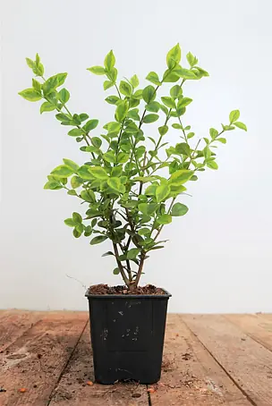 philodendron gloriosum kaufen Philodendron Gloriosum Tricolor – Rare tropical plant – Green and White  Plants