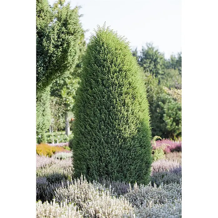 Pflanzen für dich Gemeiner Wacholder 60-80 cm - Juniperus communis 'Hibernica', Aktuelle Wuchshöhe: 60 cm - 80 cm - Ein hoher, konischer, grüner Wacholderbaum mit dichtem Laub steht prominent in einem Beet aus bunter Heide.