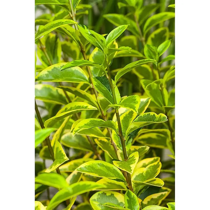 Pflanzen für dich Liguster 40-60 cm - Ligustrum ovalifolium 'Aureum', Aktuelle Wuchshöhe: 40 cm - 60 cm - Nahaufnahme eines Strauchs mit glänzenden grünen Blättern und leuchtend gelber Panaschierung.