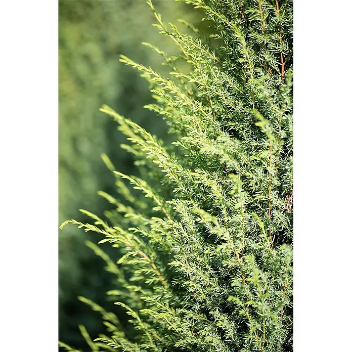 Pflanzen für dich Gemeiner Wacholder 60-80 cm - Juniperus communis 'Hibernica', Aktuelle Wuchshöhe: 60 cm - 80 cm - Nahaufnahme eines leuchtend grünen Nadelstrauchs mit dichtem, nadelartigem Laub.