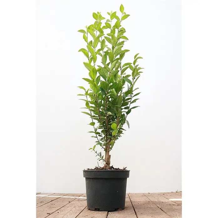 Pflanzen für dich Liguster 40-60 cm - Ligustrum ovalifolium, Aktuelle Wuchshöhe: 40 cm - 60 cm - Topfpflanze mit grünen Blättern in einem schwarzen Behälter.
