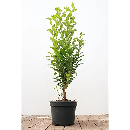 Pflanzen für dich  Liguster 40-60 cm
