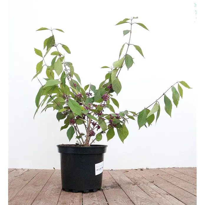 Pflanzen für dich Chinesische Schönfrucht 60-80 cm - Callicarpa bodinieri 'Profusion', Aktuelle Wuchshöhe: 60 cm - 80 cm - Topfpflanze mit grünen Blättern und leuchtend lila Beeren in einem schwarzen Topf.