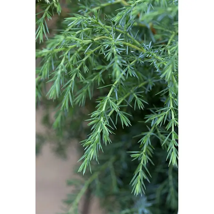 Pflanzen für dich Gemeiner Wacholder 60-80 cm - Juniperus communis 'Hibernica', Aktuelle Wuchshöhe: 60 cm - 80 cm - Nahaufnahme von leuchtend grünen, nadelartigen Blättern eines Koniferenzweigs.