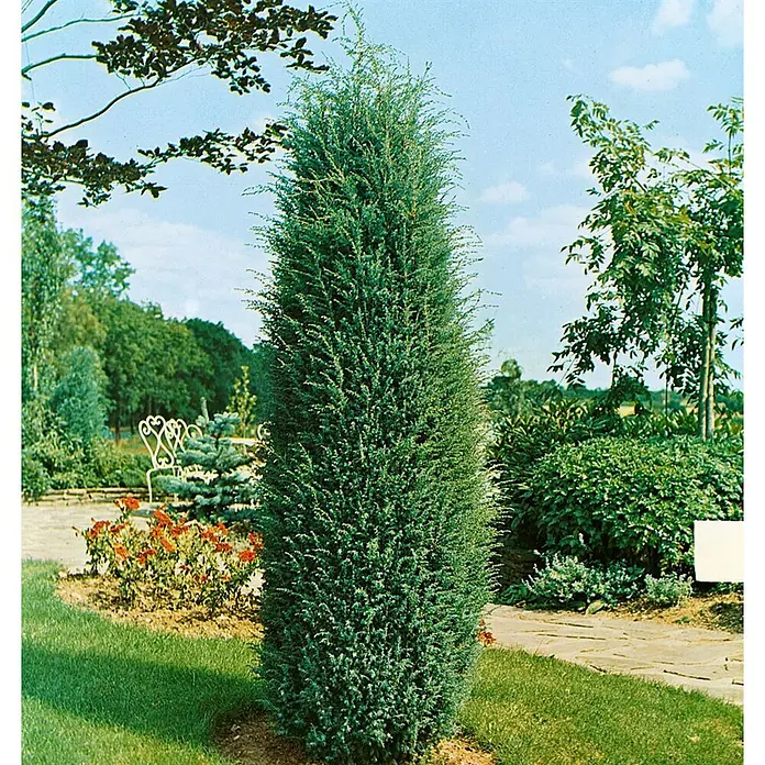 Pflanzen für dich Gemeiner Wacholder 60-80 cm - Juniperus communis 'Hibernica', Aktuelle Wuchshöhe: 60 cm - 80 cm - Säulenförmiger blaugrüner Nadelbaum im Garten.