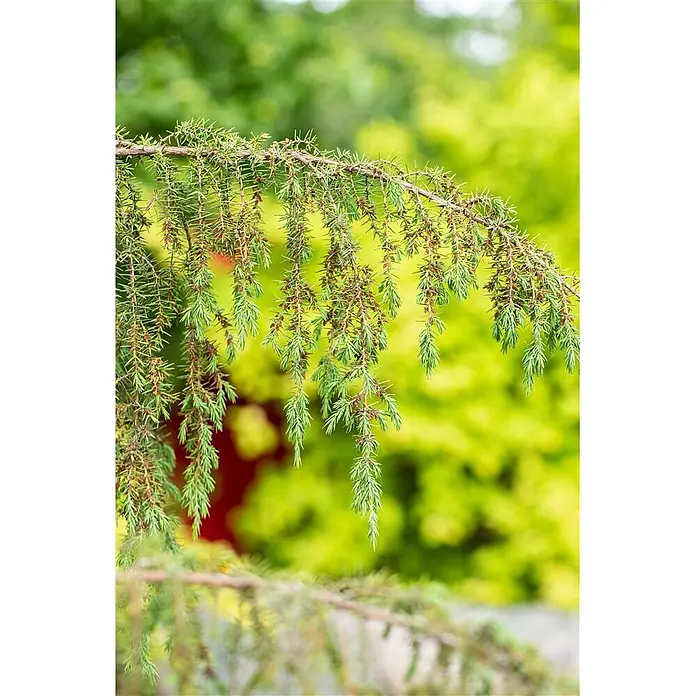 Pflanzen für dich Gemeiner Wacholder Gemeiner Wacholder - Juniperus communis 'Horstmann', Aktuelle Wuchshöhe: 80 cm - 100 cm - Ein herabhängender Zweig einer Nadelbaumart mit grünen Nadeln und kleinen braunen Zapfen.