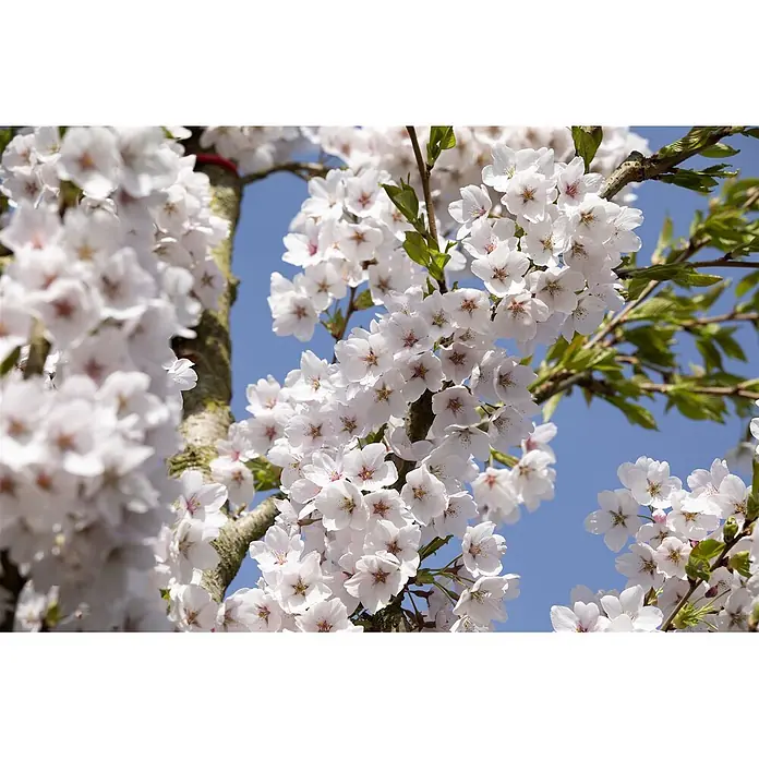 Pflanzen für dich Japanische Blütenkirsche 150-200 cm - Prunus yedoensis, Aktuelle Wuchshöhe: 150 cm - 200 cm, Weiß - Weiße Kirschblüten blühen an einem Baum vor blauem Himmel.