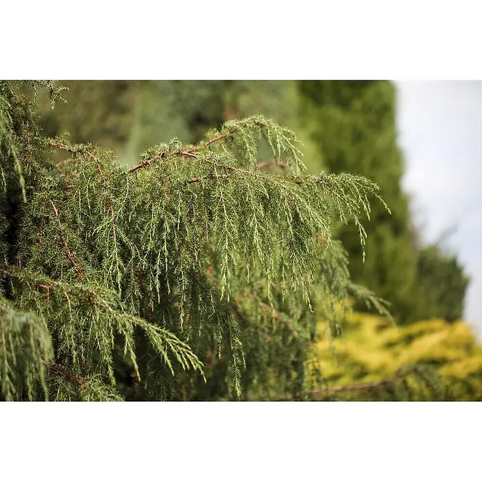 Pflanzen für dich Gemeiner Wacholder Gemeiner Wacholder - Juniperus communis 'Horstmann', Aktuelle Wuchshöhe: 80 cm - 100 cm - Nahaufnahme eines lebendigen grünen Wacholder- oder Zypressenzweigs mit hängenden, nadelförmigen Blättern.