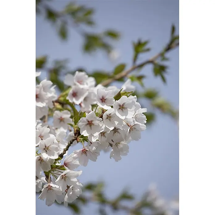 Pflanzen für dich Japanische Blütenkirsche 150-200 cm - Prunus yedoensis, Aktuelle Wuchshöhe: 150 cm - 200 cm, Weiß - Weiße Kirschblüten blühen an einem Ast vor blauem Himmel.