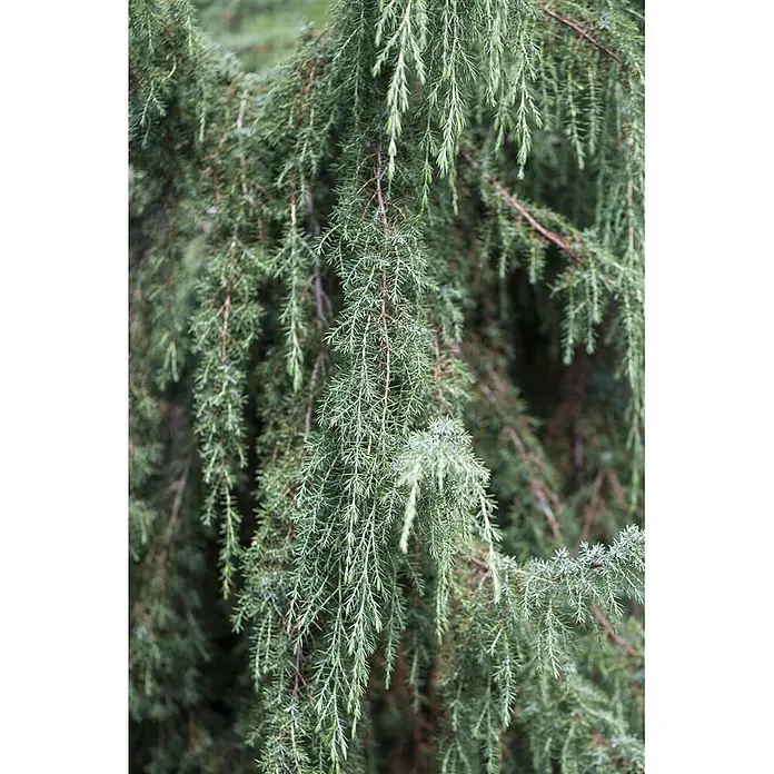 Pflanzen für dich Gemeiner Wacholder Gemeiner Wacholder - Juniperus communis 'Horstmann', Aktuelle Wuchshöhe: 80 cm - 100 cm - Nahaufnahme einer Trauerkonifere mit schlanken, herabhängenden blau-grünen Nadeln.