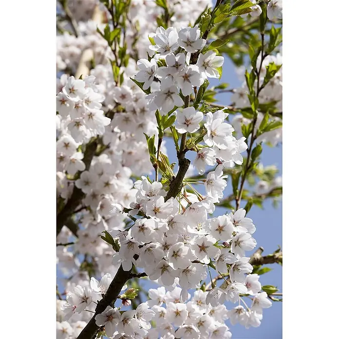 Pflanzen für dich Japanische Blütenkirsche 150-200 cm - Prunus yedoensis, Aktuelle Wuchshöhe: 150 cm - 200 cm, Weiß - Nahaufnahme weißer Kirschblüten mit grünen Blättern an Ästen vor blauem Himmel.