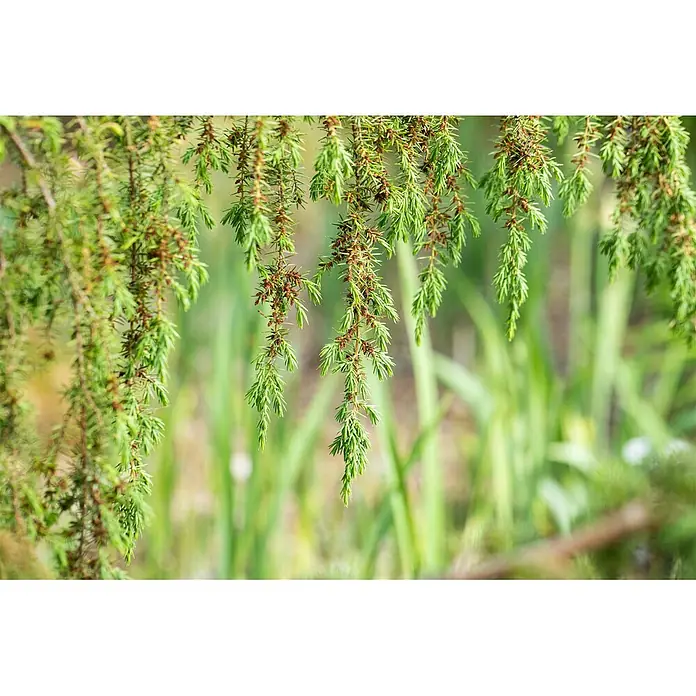 Pflanzen für dich Gemeiner Wacholder Gemeiner Wacholder - Juniperus communis 'Horstmann', Aktuelle Wuchshöhe: 80 cm - 100 cm - Grüne, herabhängende Wacholderzweige mit kleinen braunen Zapfen.